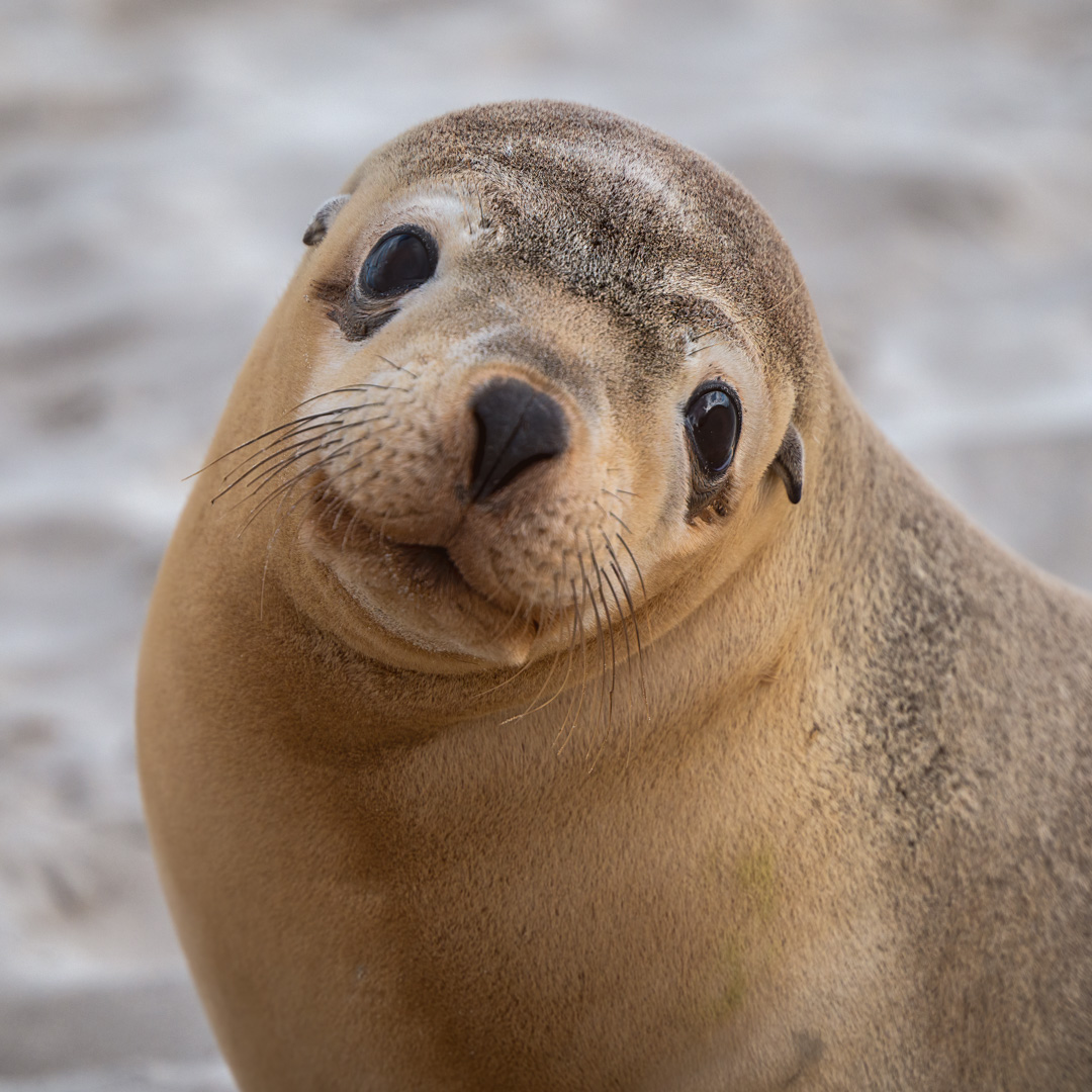 Gail McTaggart (Australia) I am just the cutest